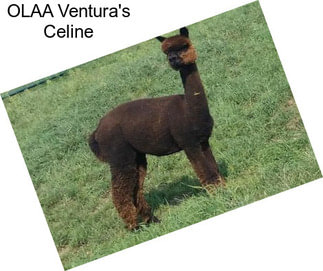 OLAA Ventura\'s Celine
