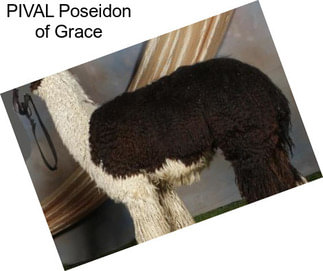 PIVAL Poseidon of Grace