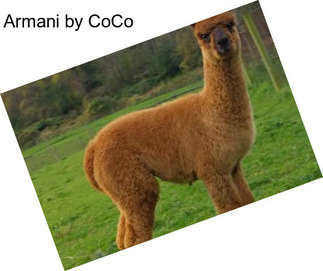 Armani by CoCo