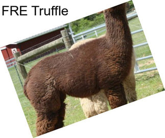 FRE Truffle