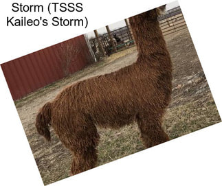 Storm (TSSS Kaileo\'s Storm)
