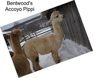 Bentwood\'s Accoyo Pippi