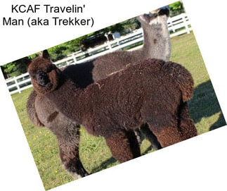 KCAF Travelin\' Man (aka Trekker)