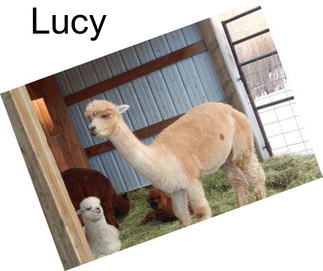 Lucy