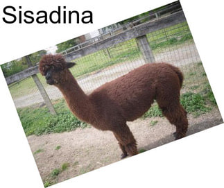 Sisadina