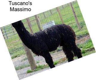 Tuscano\'s Massimo
