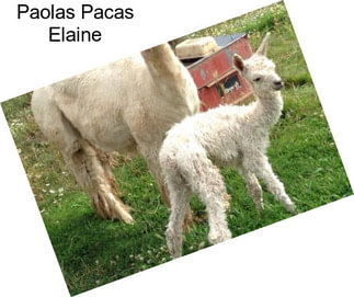 Paolas Pacas Elaine