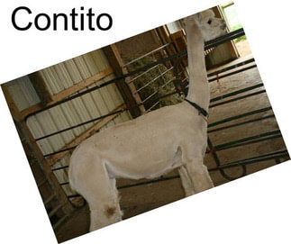 Contito