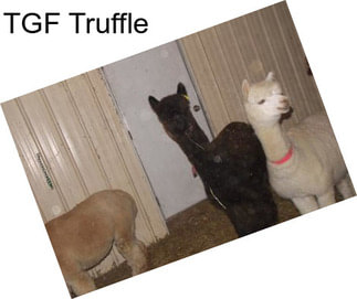 TGF Truffle