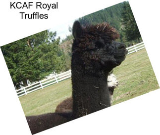 KCAF Royal Truffles