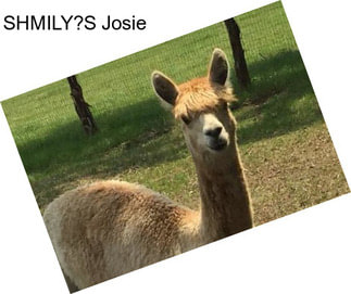 SHMILY?S Josie