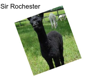 Sir Rochester