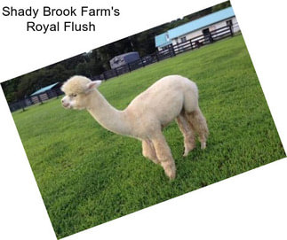 Shady Brook Farm\'s Royal Flush