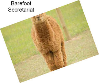 Barefoot Secretariat