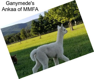 Ganymede\'s Ankaa of MMFA