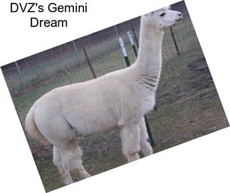 DVZ\'s Gemini Dream