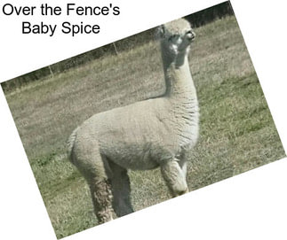Over the Fence\'s Baby Spice
