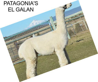 PATAGONIA\'S EL GALAN