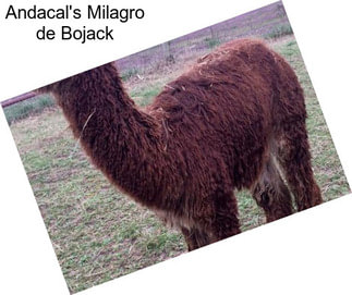 Andacal\'s Milagro de Bojack