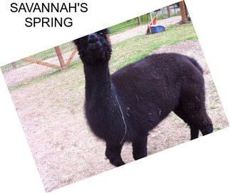 SAVANNAH\'S SPRING