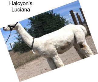 Halcyon\'s Luciana