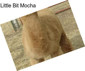 Little Bit Mocha