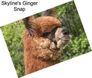 Skyline\'s Ginger Snap