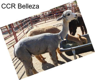 CCR Belleza