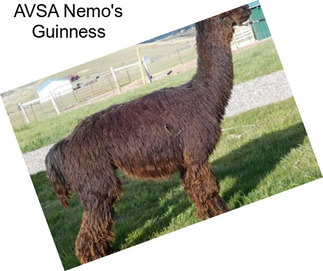 AVSA Nemo\'s Guinness