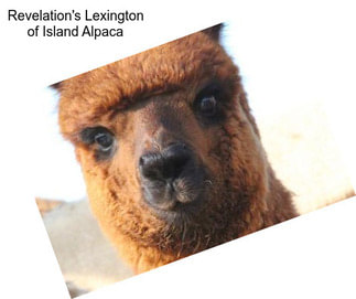 Revelation\'s Lexington of Island Alpaca