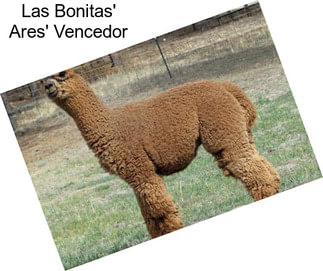 Las Bonitas\' Ares\' Vencedor