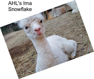 AHL\'s Ima Snowflake