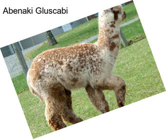 Abenaki Gluscabi