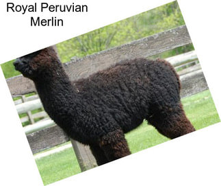 Royal Peruvian Merlin
