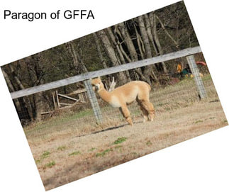 Paragon of GFFA