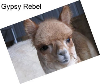 Gypsy Rebel