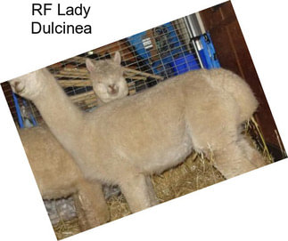 RF Lady Dulcinea