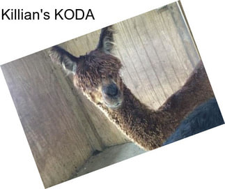 Killian\'s KODA