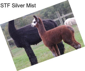 STF Silver Mist