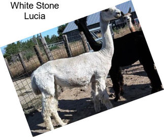 White Stone Lucia