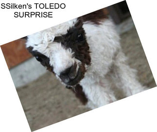 SSilken\'s TOLEDO SURPRISE