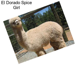 El Dorado Spice Girl