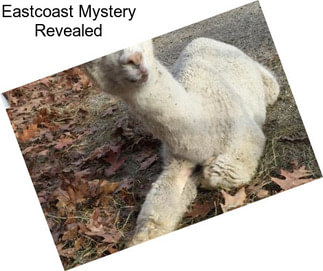 Eastcoast Mystery Revealed