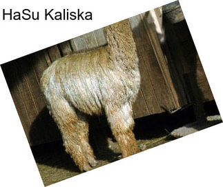 HaSu Kaliska