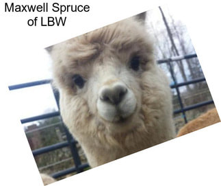 Maxwell Spruce of LBW