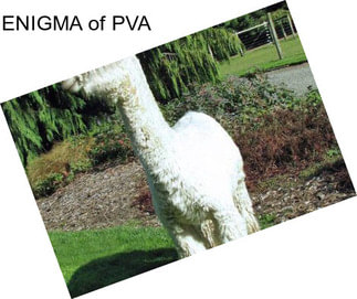 ENIGMA of PVA