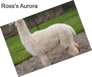 Ross\'s Aurora