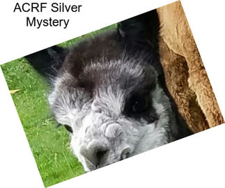 ACRF Silver Mystery