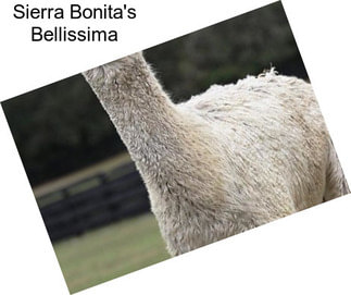 Sierra Bonita\'s Bellissima