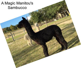A Magic Manitou\'s Sambucco